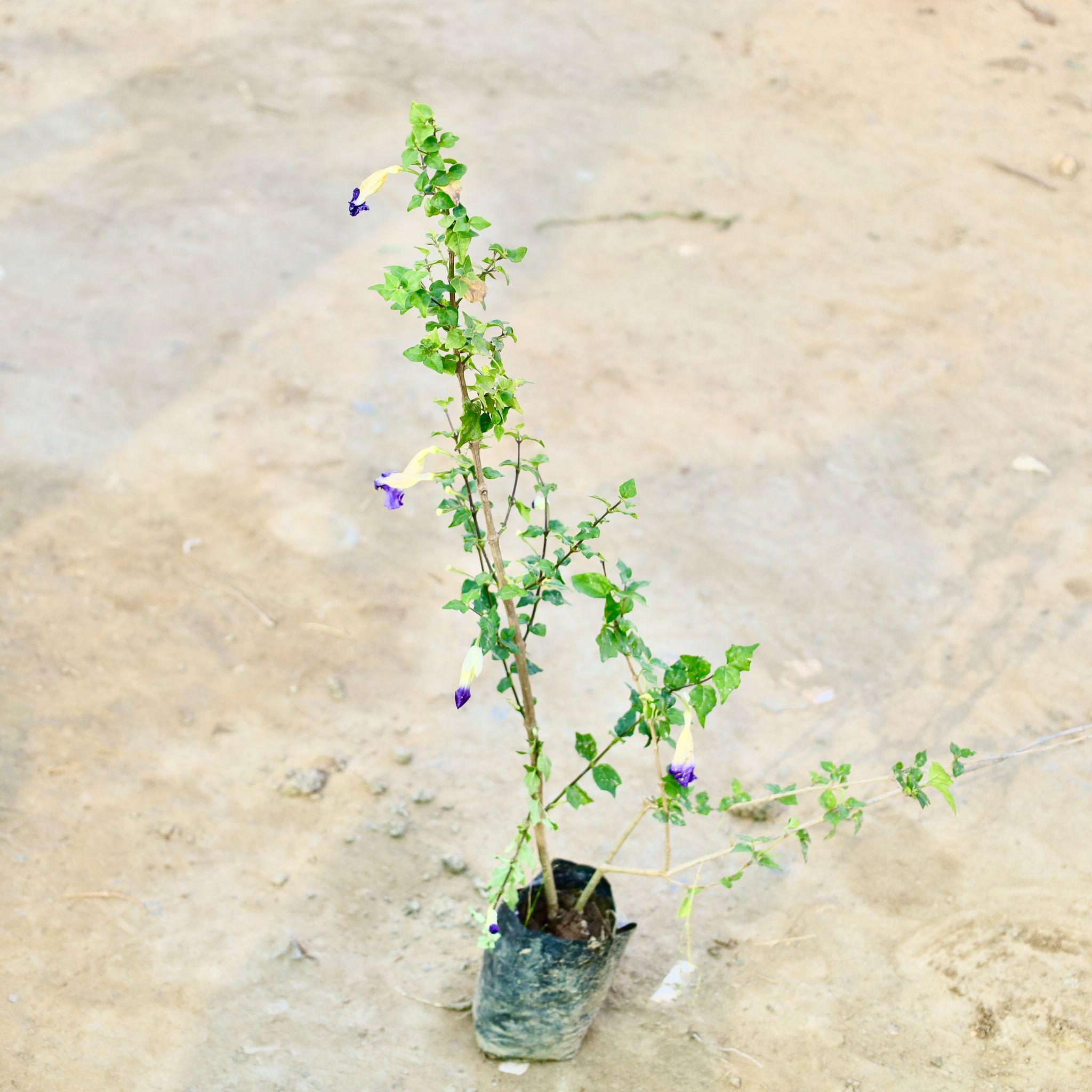 Kabutari Plant in 4 Inch Nursery Bag