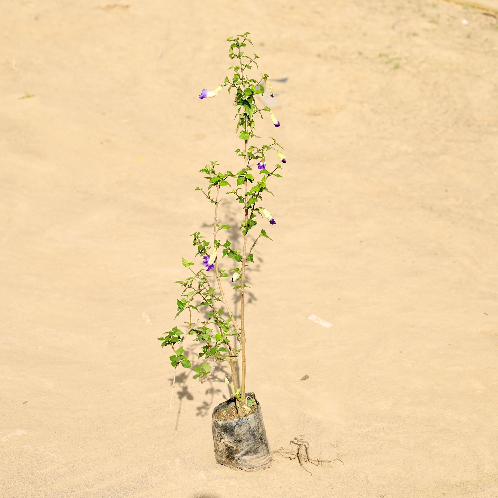 Kabutari Plant in 4 Inch Nursery Bag