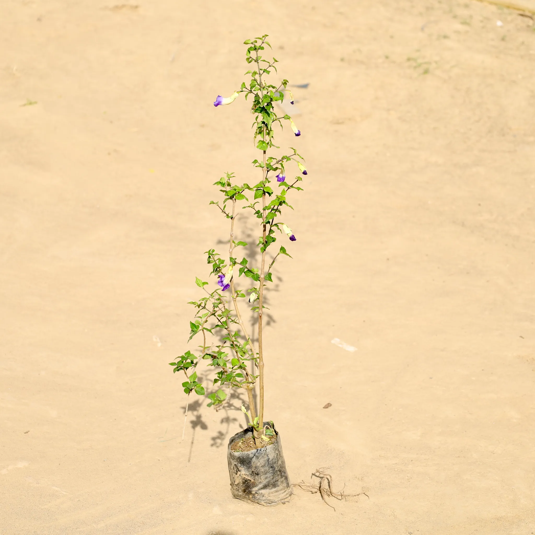 Kabutari Plant in 4 Inch Nursery Bag