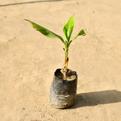 Buy Kela / Banana Plant in 4 Inch Nursery Bag Online | Urvann.com