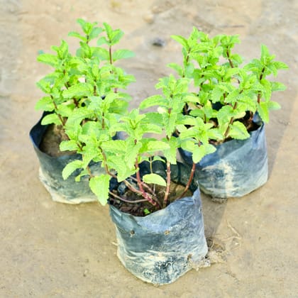 Buy Set of 3 - Pudina / Mint in 4 Inch Nursery Bag Online | Urvann.com
