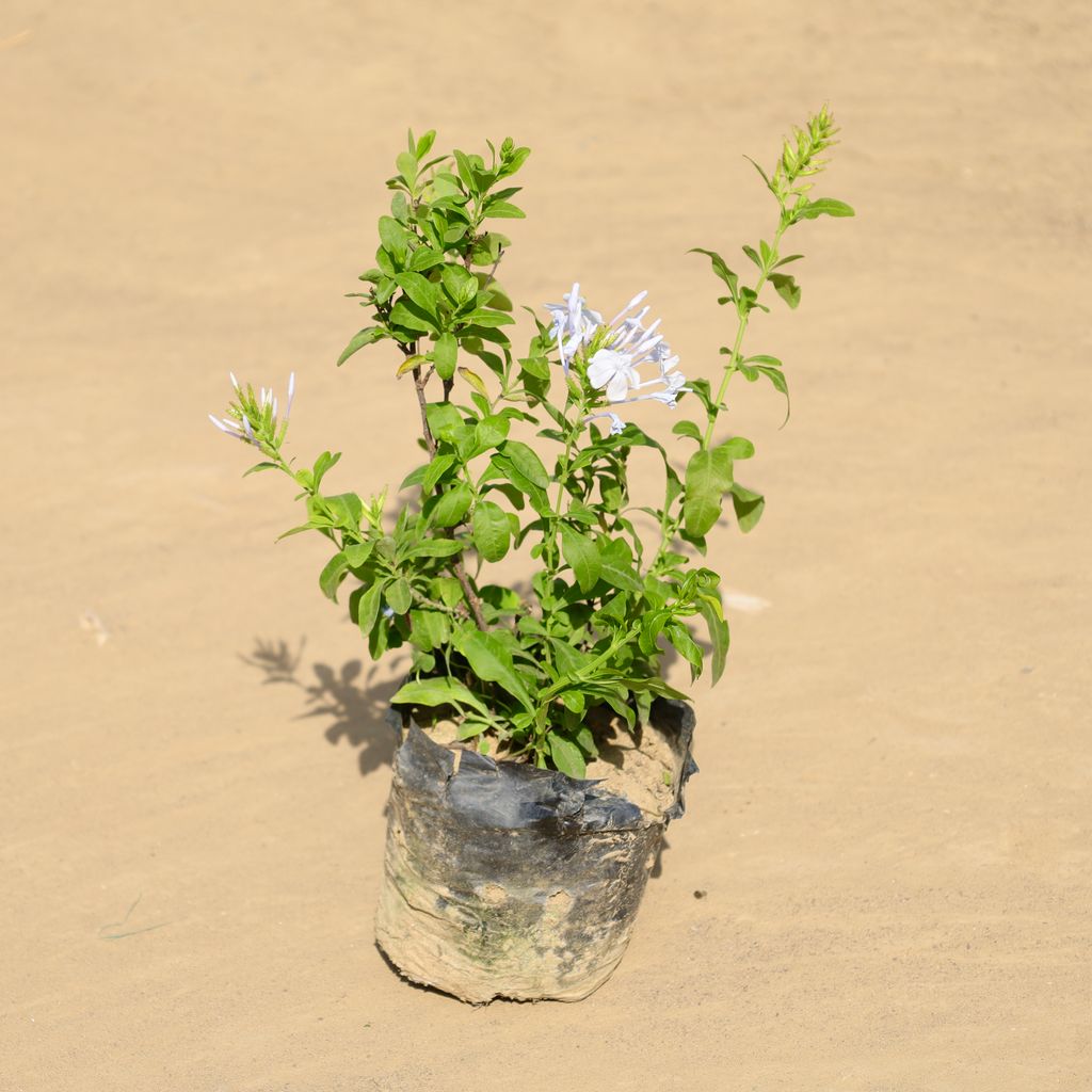 Plumbago Plant in 4 Inch Nursery Bag