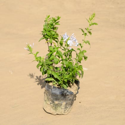 Buy Plumbago Plant in 4 Inch Nursery Bag Online | Urvann.com
