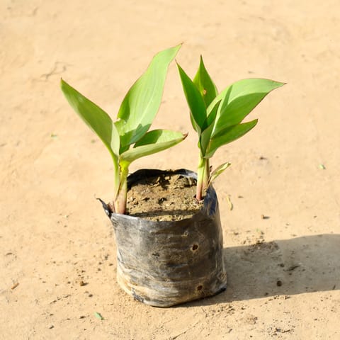 Canna Lily / keli (Any Colour) in 4 Inch Nursery Bag