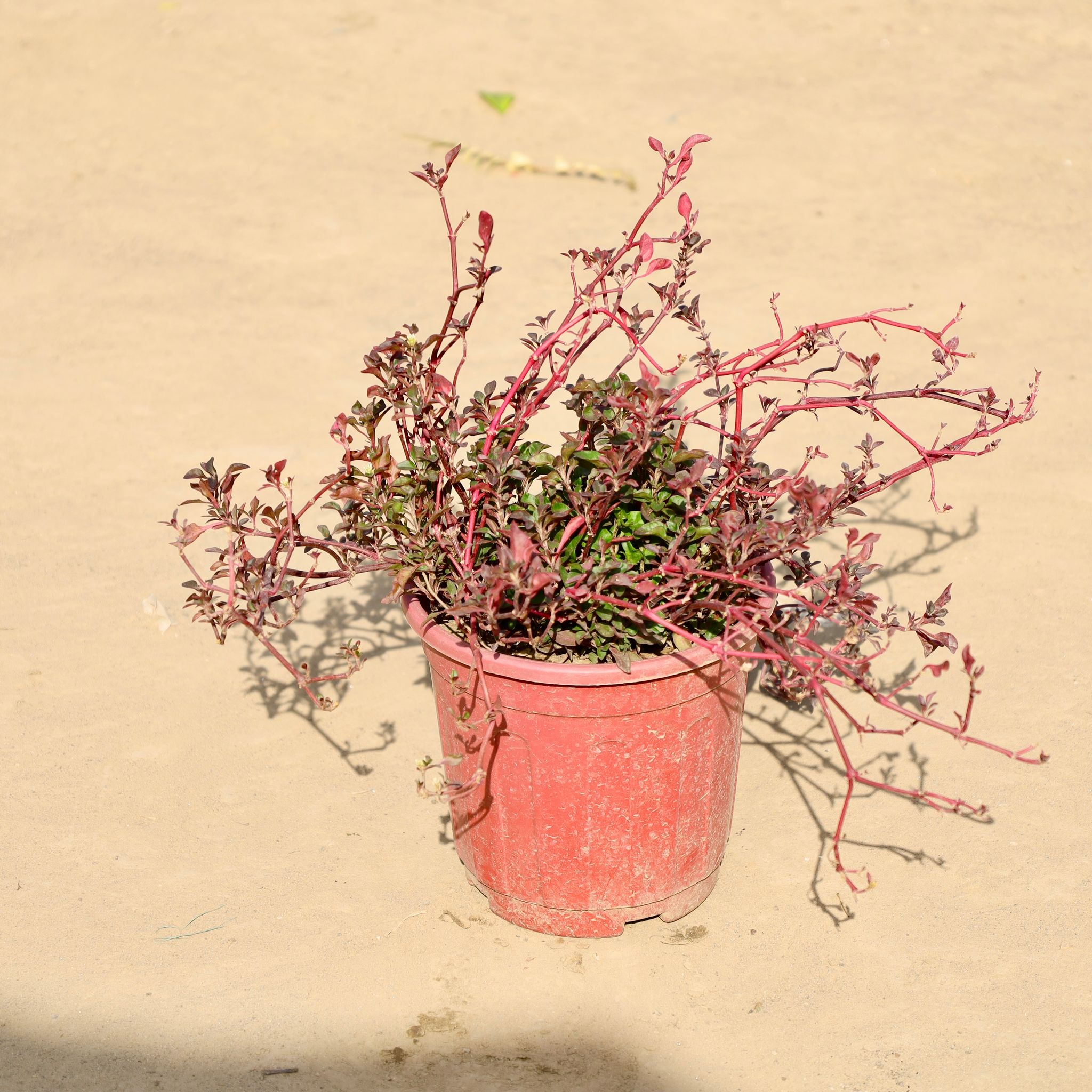 Alternanthera in 6 Inch Nursery Pot