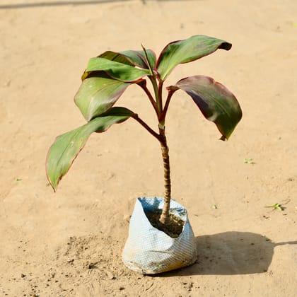 Buy Dracaena Kedarnath in 4 Inch Nursery Bag Online | Urvann.com