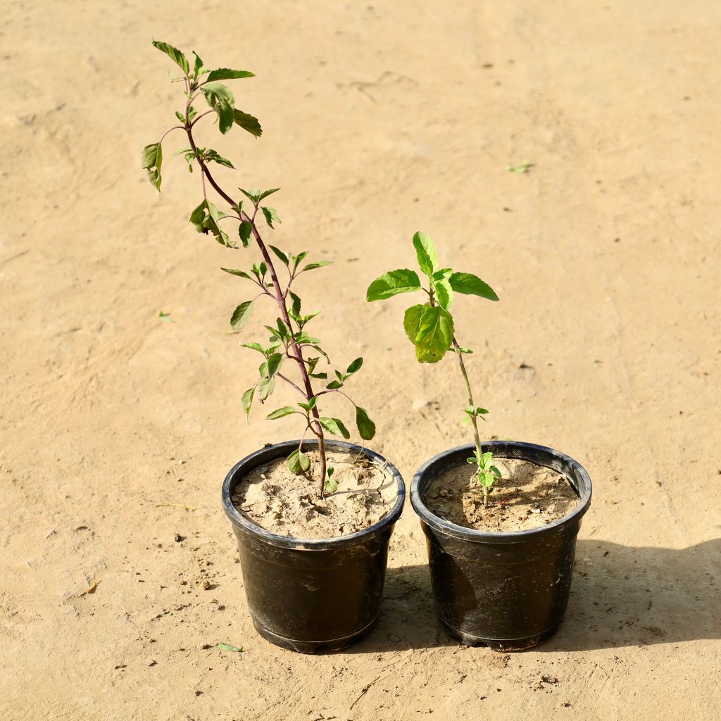 Buy Set of 2 - Rama Tulsi & Shyama Tulsi in 4 Inch Nursery Pot Online | Urvann.com Set of 2 - Rama Tulsi & Shyama Tulsi in 4 Inch Nursery Pot