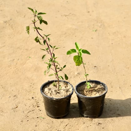 Buy Set of 2 - Rama Tulsi & Shyama Tulsi in 4 Inch Nursery Pot Online | Urvann.com
