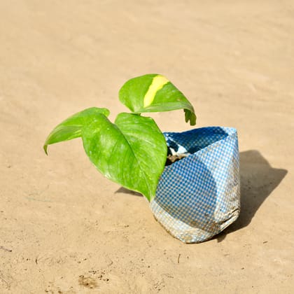 Buy Money Plant in 4 Inch Nursery Bag Online | Urvann.com