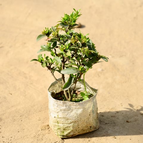 Ixora in 6 Inch Nursery Bag