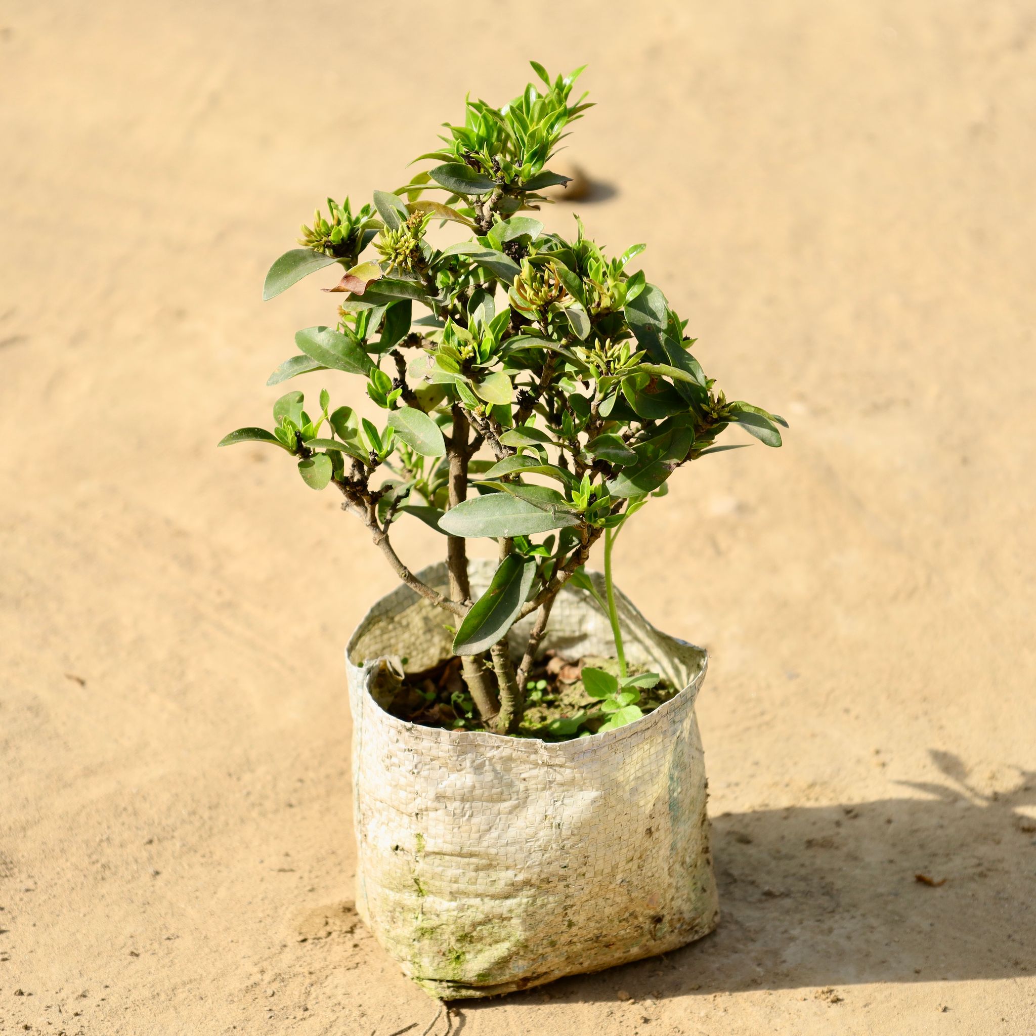 Ixora in 6 Inch Nursery Bag