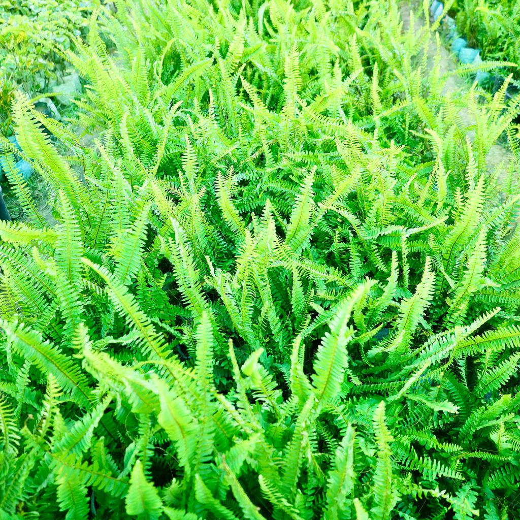 Buy Fern Green in 4 Inch Nursery Bag Online | Urvann.com Fern Green in 4 Inch Nursery Bag