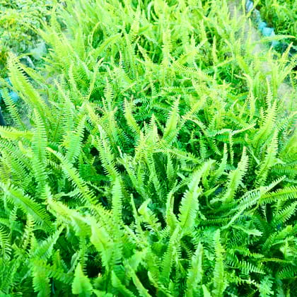 Buy Fern Green in 4 Inch Nursery Bag Online | Urvann.com