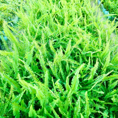 Fern Green in 4 Inch Nursery Bag