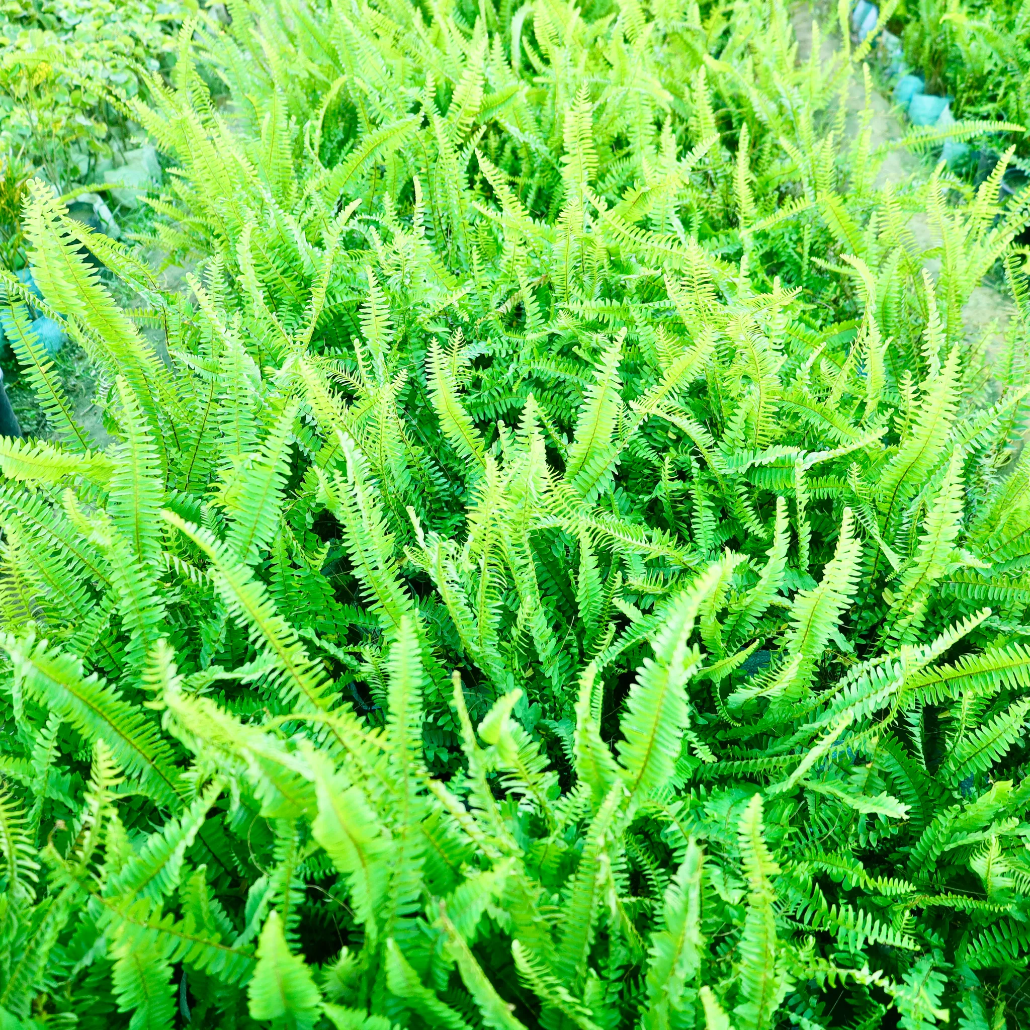 Fern Green in 4 Inch Nursery Bag