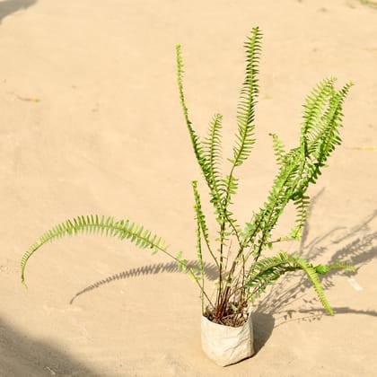 Buy Fern Green in 4 Inch Nursery Bag Online | Urvann.com