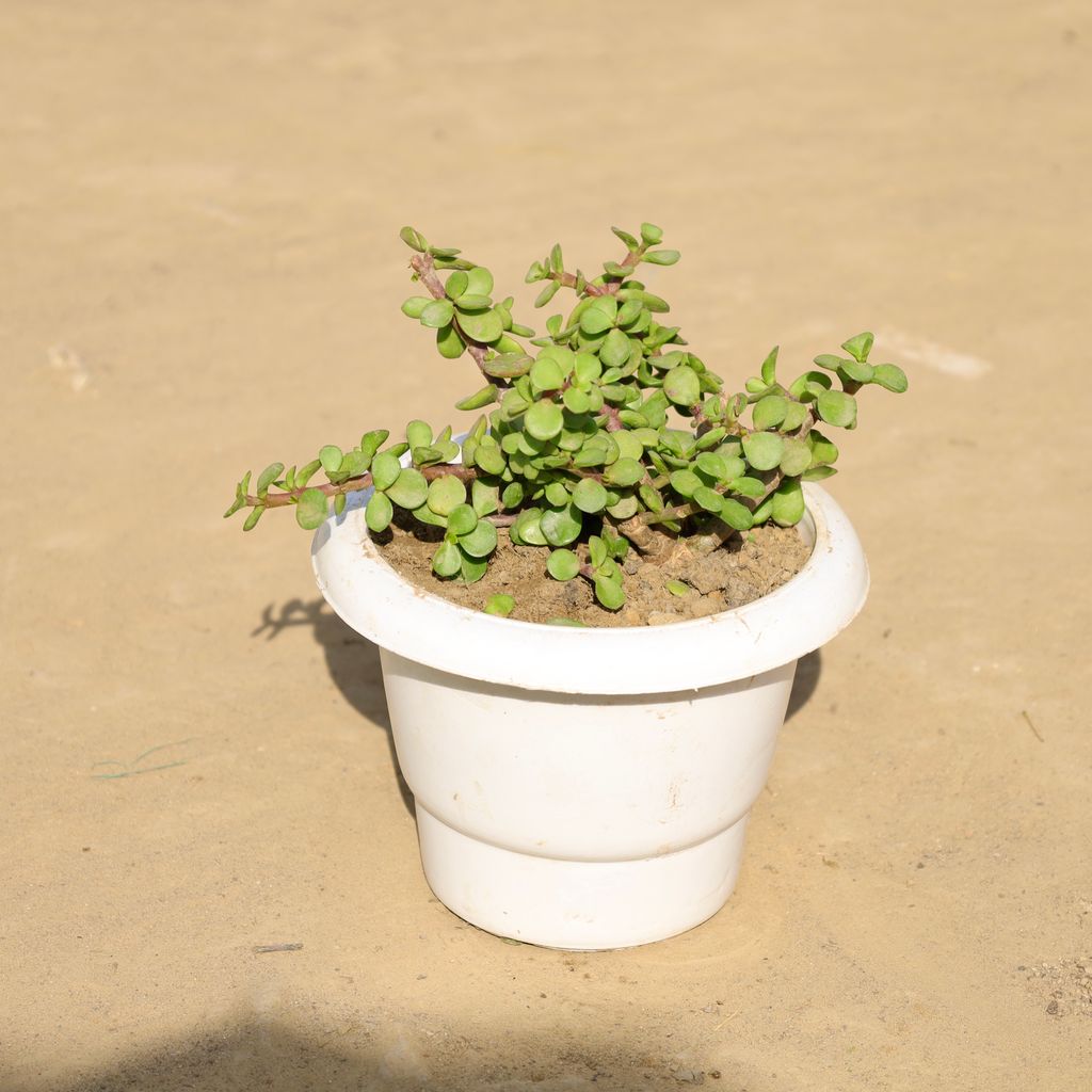 Jade in 5 Inch White Classy Plastic Pot