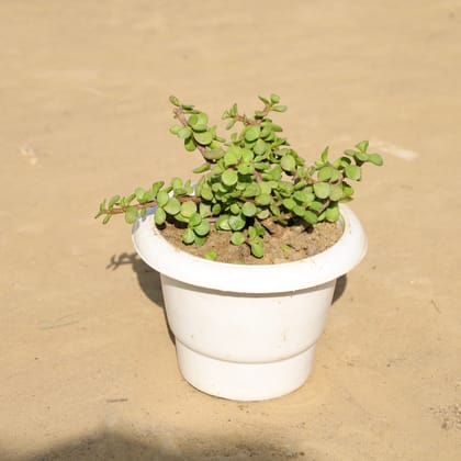 Buy Jade in 5 Inch White Classy Plastic Pot Online | Urvann.com