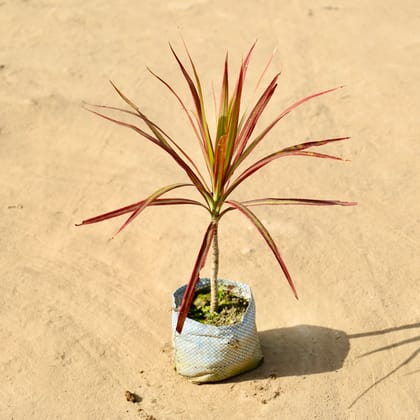 Buy Dracaena Colorama / Marginata in 4 Inch Nursery Bag Online | Urvann.com