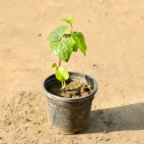 Paan Desi in 4 Inch Nursery Pot