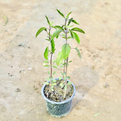 Buy Shyama Tulsi 3 in 1 in 4 Inch Nursery Bag Online | Urvann.com