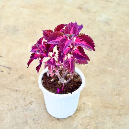 Buy Coleus (Any Colour) in 6 Inch Nursery Pot Online | Urvann.com