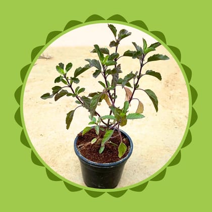 Free Gift - Shyama Tulsi in 4 Inch Nursery Pot - Flash Sale
