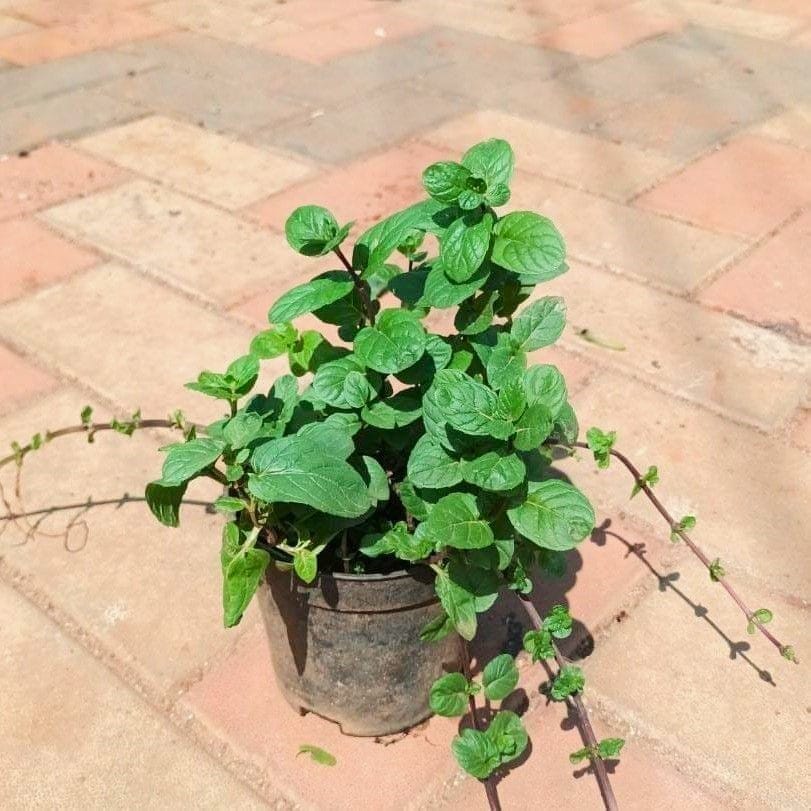 Mint in 4 Inch Nursery Pot Mint in 4 Inch Nursery Pot