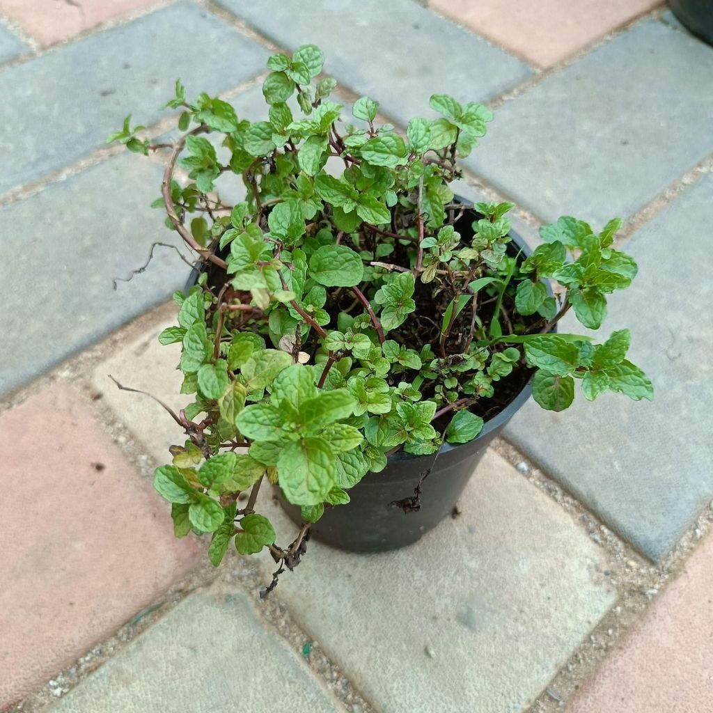 Buy Mint in 4 Inch Plastic Pot Online | Urvann.com Mint in 4 Inch Nursery Pot