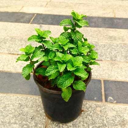 Mint in 4 Inch Nursery Pot