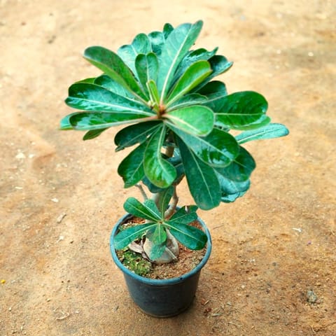 Adenium (Any Colour) in 5 Inch Nursery Pot