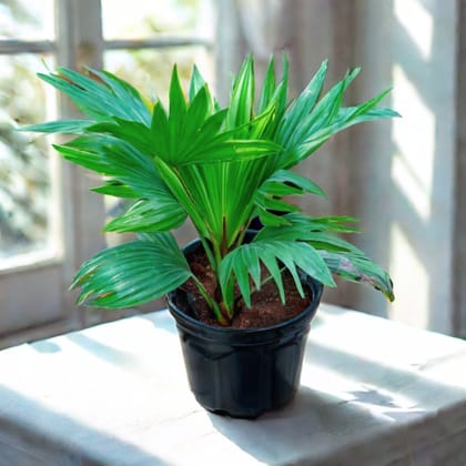 China / Fan Palm in 6 Inch Nursery Pot