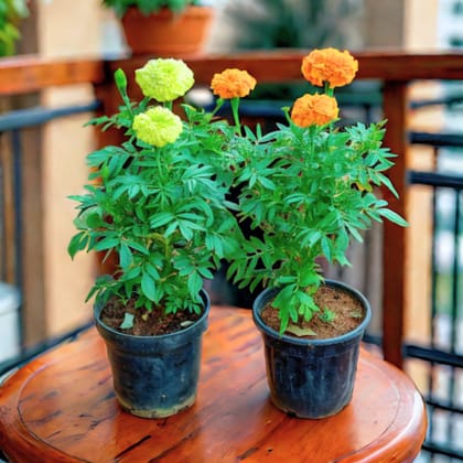 Set of 2 - Marigold / Genda (Orange & Yellow) (~ 1 Ft) in 4 Inch Nursery Pot