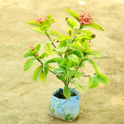 Buy Ixora Pink in 4 Inch Nursery bag Online | Urvann.com