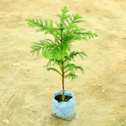Buy Araucaria in 4 Inch Nursery bag Online | Urvann.com