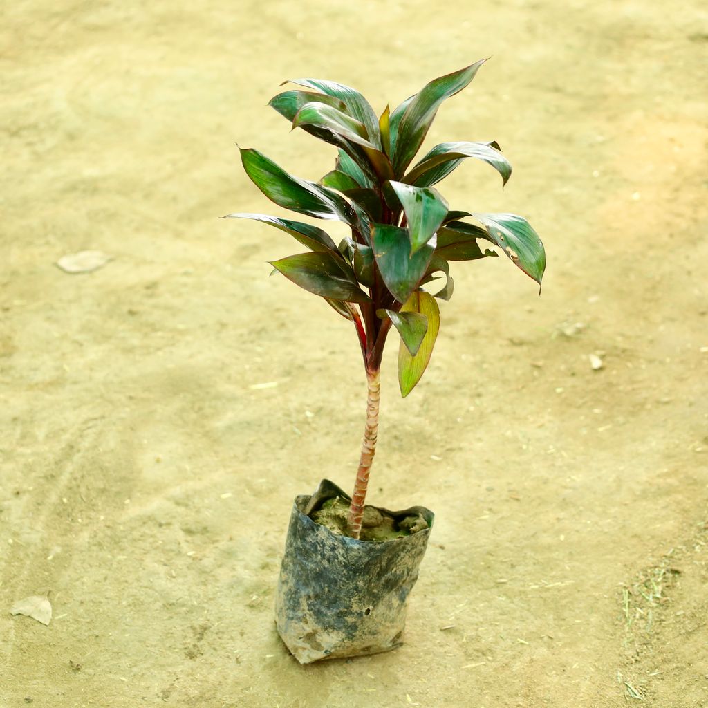 Dracaena Mahatma in 4 Inch Nursery bag