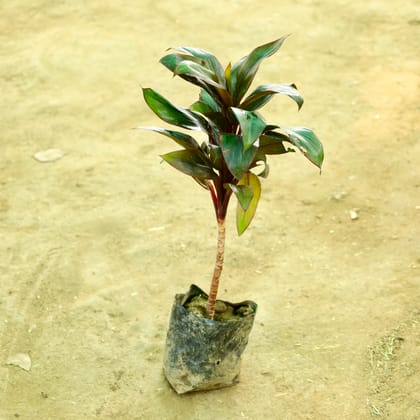 Buy Dracaena Mahatma in 4 Inch Nursery bag Online | Urvann.com