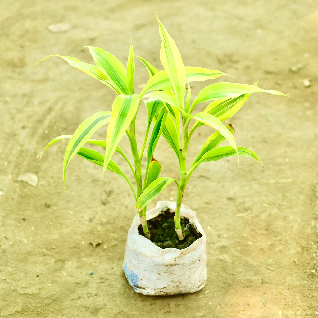 Buy Lucky Bamboo in 4 Inch Nursery bag Online | Urvann.com Lucky Bamboo in 4 Inch Nursery bag