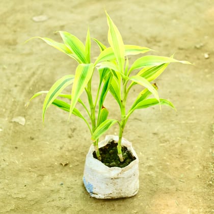 Buy Lucky Bamboo in 4 Inch Nursery bag Online | Urvann.com