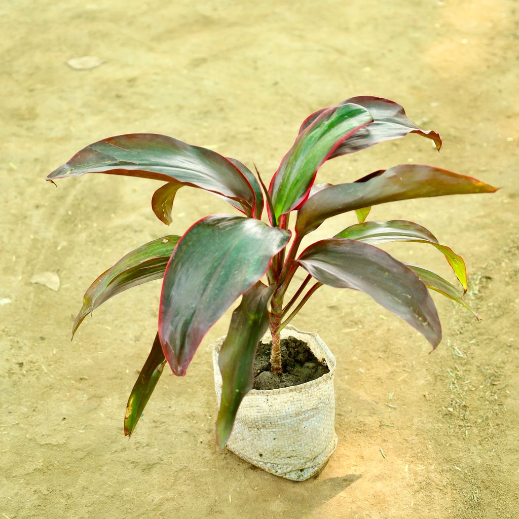 Dracaena Rosea in 4 Inch Nursery bag