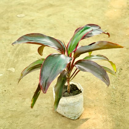Buy Dracaena Rosea in 4 Inch Nursery bag Online | Urvann.com