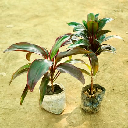 Buy Set of 2 - Dracaena (Mahatma & Rosea) in 4 Inch Nursery bag Online | Urvann.com