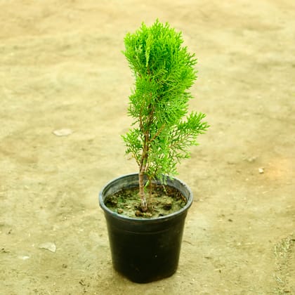 Buy Golden Morpankhi in 6 Inch Nursery Pot Online | Urvann.com