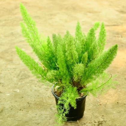 Buy Aspara Mary in 6 Inch Nursery Pot Online | Urvann.com