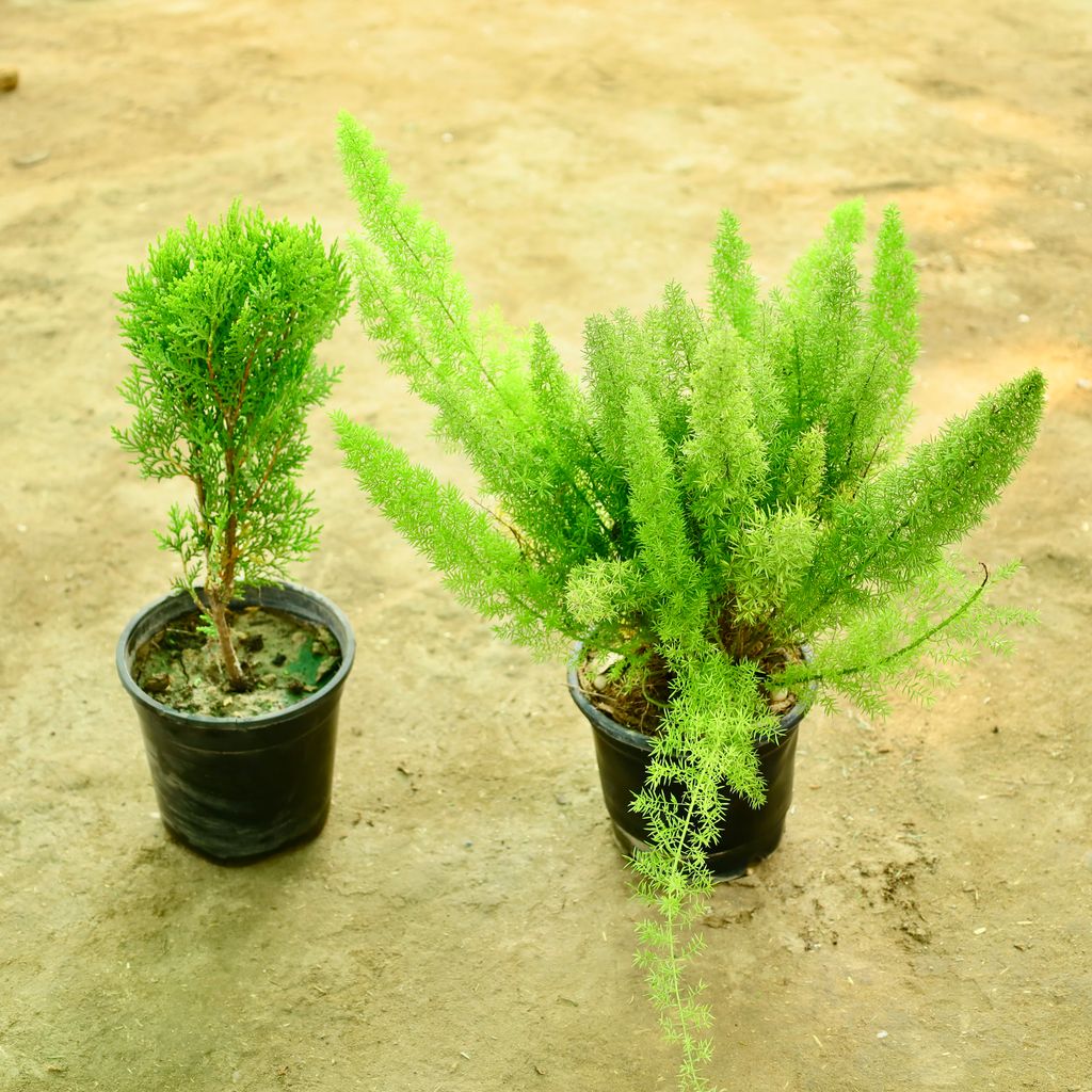 Buy Set of 2 - Golden Morpankhi & Aspara Mary in 6 Inch Nursery Pot Online | Urvann.com Set of 2 - Golden Morpankhi & Aspara Mary in 6 Inch Nursery Pot