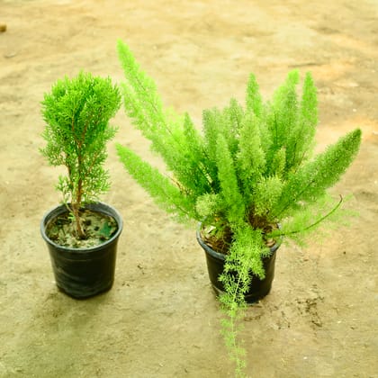 Buy Set of 2 - Golden Morpankhi & Aspara Mary in 6 Inch Nursery Pot Online | Urvann.com