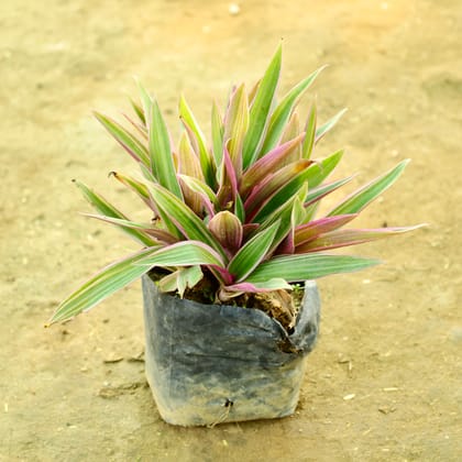 Buy Rhoeo / Durangi in 4 Inch Nursery bag Online | Urvann.com