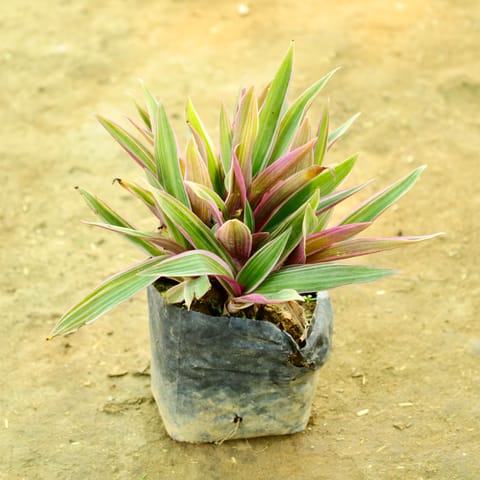 Rhoeo / Durangi in 4 Inch Nursery bag