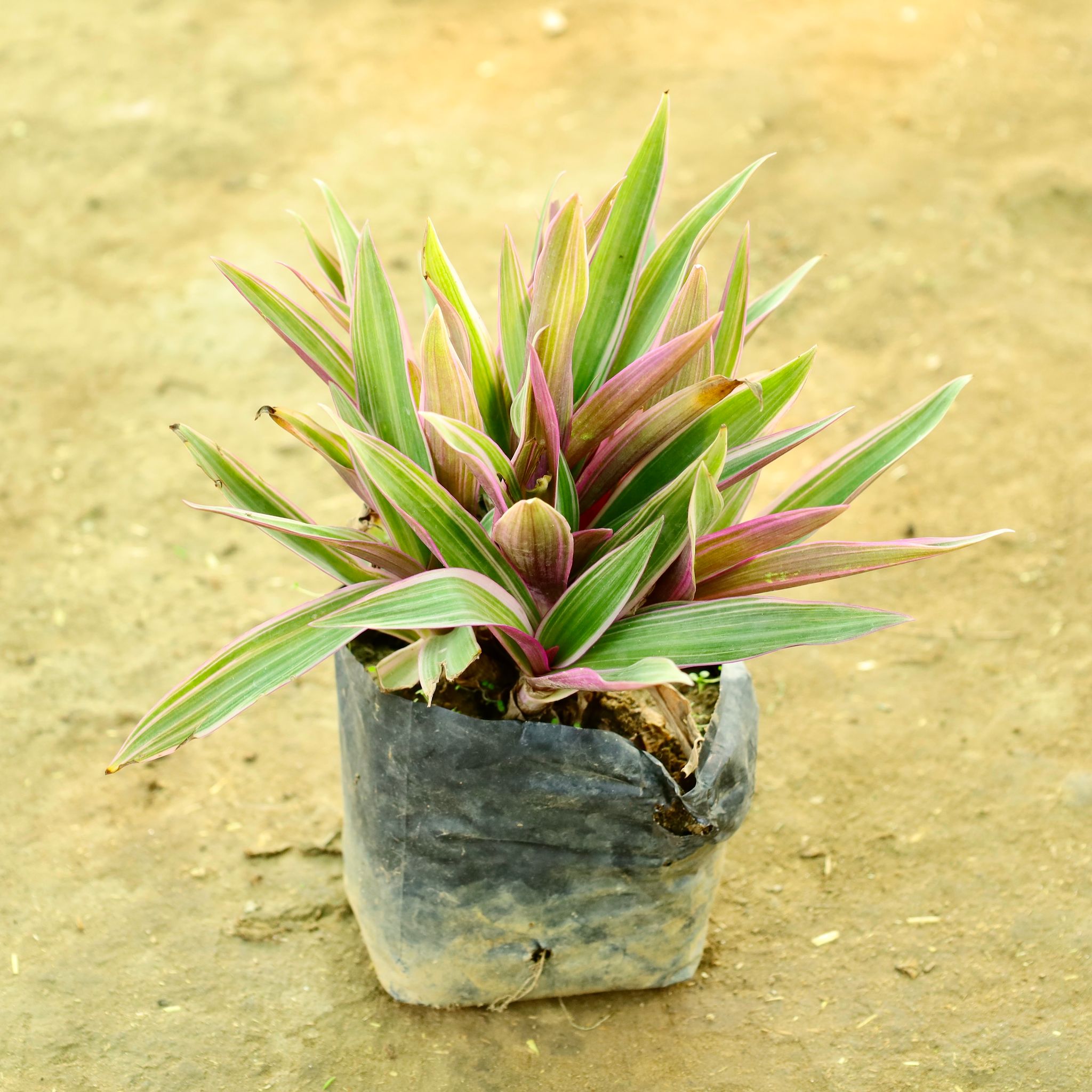 Rhoeo / Durangi in 4 Inch Nursery bag