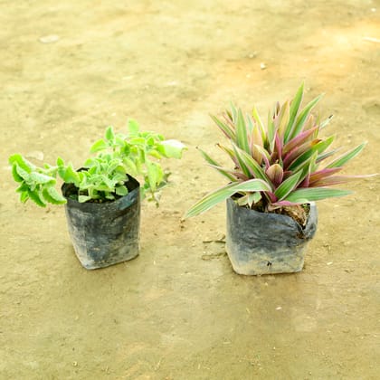 Buy Set of 2 - Ajwain & Rhoeo / Durangi in 4 Inch Nursery bag Online | Urvann.com